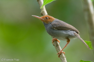 Ashy Tailorbird-220209-140MSDCF-FRY03880-W.jpg (4814 visits) Ashy Tailorbird at Berlayer Creek Ashy Tailorbird-220209-140MSDCF-FRY03880-W.jpg