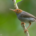 Ashy Tailorbird-220209-140MSDCF-FRY03880-W.jpg