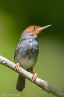 Ashy Tailorbird-220305-141MSDCF-FRY09885-W.jpg