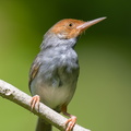 Ashy Tailorbird-220305-141MSDCF-FRY09885-W.jpg