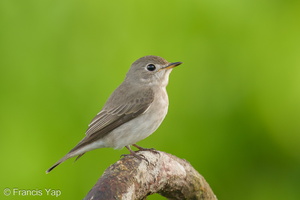 Asian Brown Flycatcher-191101-102MSDCF-FYP01707-W.jpg