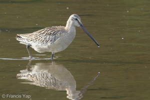 Asian Dowitcher-130911-110EOS1D-FY1X1456-W.jpg (4526 visits) Asian Dowitcher at Sungei Buloh Wetland Reserve Asian Dowitcher-130911-110EOS1D-FY1X1456-W.jpg