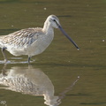 Asian_Dowitcher-130911-110EOS1D-FY1X1456-W.jpg