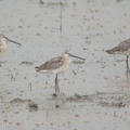 Asian_Dowitcher-150921-102EOS7D-FY7D9488-W.jpg