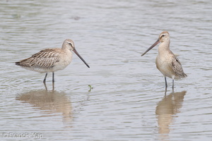 Asian Dowitcher-230903-208MSDCF-FYP01603-W.jpg (2015 visits) Asian Dowitcher at Sungei Buloh Wetland Reserve Asian Dowitcher-230903-208MSDCF-FYP01603-W.jpg