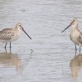 Asian Dowitcher-230903-208MSDCF-FYP01603-W.jpg