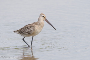 Asian Dowitcher-230903-208MSDCF-FYP01949-W.jpg (2049 visits) Asian Dowitcher at Sungei Buloh Wetland Reserve Asian Dowitcher-230903-208MSDCF-FYP01949-W.jpg