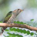 Asian_Emerald_Cuckoo-180103-107ND500-FYP_4009-W.jpg