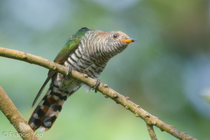 Asian Emerald Cuckoo-180103-107ND500-FYP_4394-W.jpg (5286 visits) Asian Emerald Cuckoo at Fort Siloso Asian Emerald Cuckoo-180103-107ND500-FYP_4394-W.jpg