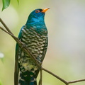 Asian Emerald Cuckoo-200403-114MSDCF-FYP09174-W.jpg