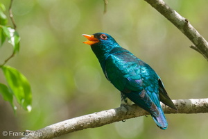 Asian Emerald Cuckoo-200403-114MSDCF-FYP09570-W.jpg (5383 visits) Asian Emerald Cuckoo at Ghim Moh Link Asian Emerald Cuckoo-200403-114MSDCF-FYP09570-W.jpg