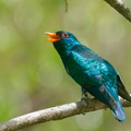 Asian_Emerald_Cuckoo-200403-114MSDCF-FYP09570-W.jpg