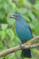 Asian Fairy-bluebird-171023-104ND500-FYP_9584-W.jpg (5351 visits) Asian Fairy-bluebird at Jelutong Tower Asian Fairy-bluebird-171023-104ND500-FYP_9584-W.jpg