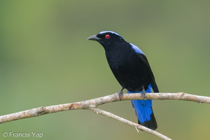 Asian Fairy-bluebird-171023-105ND500-FYP_0164-W.jpg (5026 visits) Asian Fairy-bluebird at Jelutong Tower Asian Fairy-bluebird-171023-105ND500-FYP_0164-W.jpg