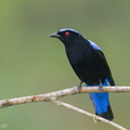 Asian Fairy-bluebird-171023-105ND500-FYP_0164-W.jpg