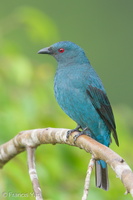 Asian Fairy-bluebird-171023-105ND500-FYP_0205-W.jpg (5005 visits) Asian Fairy-bluebird at Jelutong Tower Asian Fairy-bluebird-171023-105ND500-FYP_0205-W.jpg