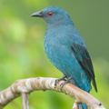 Asian_Fairy-bluebird-171023-105ND500-FYP_0205-W.jpg