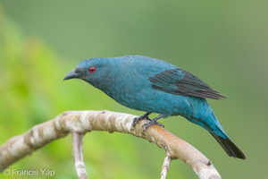 Asian Fairy-bluebird-171023-105ND500-FYP_0415-W.jpg (5291 visits) Asian Fairy-bluebird at Jelutong Tower Asian Fairy-bluebird-171023-105ND500-FYP_0415-W.jpg