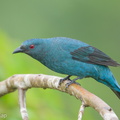 Asian_Fairy-bluebird-171023-105ND500-FYP_0415-W.jpg