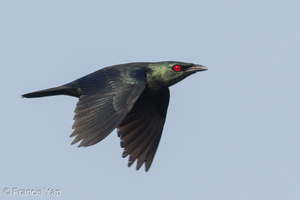 Asian Glossy Starling-160506-103EOS7D-FY7D9210-W.jpg (1446 visits) Asian Glossy Starling at Jelutong Tower Asian Glossy Starling-160506-103EOS7D-FY7D9210-W.jpg
