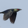 Asian_Glossy_Starling-160506-103EOS7D-FY7D9210-W.jpg
