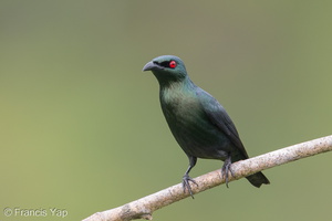 Asian Glossy Starling-171023-105ND500-FYP_0726-W.jpg (5321 visits) Asian Glossy Starling at Jelutong Tower Asian Glossy Starling-171023-105ND500-FYP_0726-W.jpg