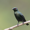 Asian_Glossy_Starling-171023-105ND500-FYP_0726-W.jpg