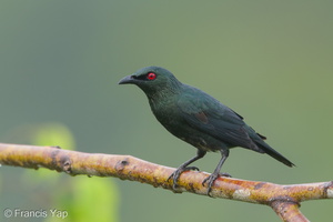 Asian Glossy Starling-190724-118ND500-FYP_7277-W.jpg (4918 visits) Asian Glossy Starling at Jelutong Tower Asian Glossy Starling-190724-118ND500-FYP_7277-W.jpg