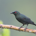 Asian_Glossy_Starling-190724-118ND500-FYP_7277-W.jpg