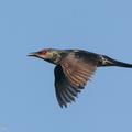 Asian_Glossy_Starling-200419-115MSDCF-FYP07450-W.jpg