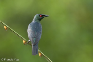 Asian Glossy Starling-220309-142MSDCF-FRY00899-W.jpg (3744 visits) Asian Glossy Starling at Jelutong Tower Asian Glossy Starling-220309-142MSDCF-FRY00899-W.jpg
