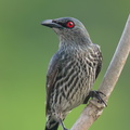 Asian_Glossy_Starling-240404-221MSDCF-FYP06183-W.jpg