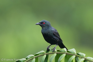 Asian Glossy Starling-250530-108FRYAP-FYA05380-W.jpg (1176 visits) Asian Glossy Starling at Jelutong Tower Asian Glossy Starling-250530-108FRYAP-FYA05380-W.jpg