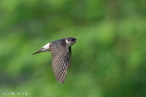 Asian House Martin-201211-127MSDCF-FYP03334-W.jpg (4949 visits) Asian House Martin at Neo Tiew Harvest Lane Asian House Martin-201211-127MSDCF-FYP03334-W.jpg