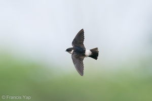 Asian House Martin-201211-127MSDCF-FYP04122-W.jpg (5476 visits) Asian House Martin at Neo Tiew Harvest Lane Asian House Martin-201211-127MSDCF-FYP04122-W.jpg