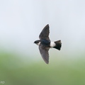 Asian_House_Martin-201211-127MSDCF-FYP04122-W.jpg