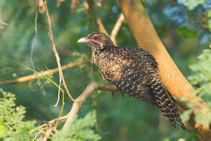 Asian Koel-110603-103EOS1D-FYAP2800-W.jpg (5419 visits) Asian Koel at Lorong Halus Asian Koel-110603-103EOS1D-FYAP2800-W.jpg