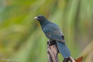 Asian Koel-251125-135FRYAP-FYA08052-W.jpg