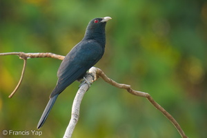Asian Koel-251201-139FRYAP-FYA00530-W.jpg
