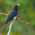 Asian Koel-251201-139FRYAP-FYA00530-W.jpg
