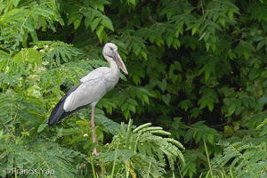 Asian Openbill-130123-105EOS1D-FY1X2706-W.jpg (4865 visits) Asian Openbill at West Camp Road Asian Openbill-130123-105EOS1D-FY1X2706-W.jpg
