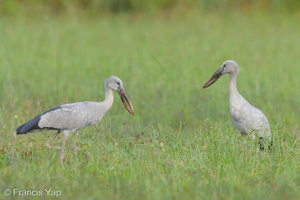 Asian Openbill-130127-105EOS1D-FY1X3227-W.jpg (4888 visits) Asian Openbill at West Camp Road Asian Openbill-130127-105EOS1D-FY1X3227-W.jpg