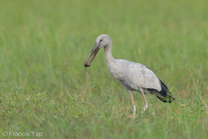 Asian Openbill-130127-105EOS1D-FY1X3320-W.jpg (5069 visits) Asian Openbill at West Camp Road Asian Openbill-130127-105EOS1D-FY1X3320-W.jpg
