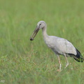 Asian_Openbill-130127-105EOS1D-FY1X3320-W.jpg