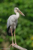 Asian Openbill-200112-110MSDCF-FYP00707-W.jpg (4883 visits) Asian Openbill at Hampstead Wetlands Park Asian Openbill-200112-110MSDCF-FYP00707-W.jpg