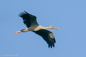 Asian Openbill-200124-111MSDCF-FYP00813-W.jpg (1981 visits) Asian Openbill at Lim Chu Kang Lane 3 Asian Openbill-200124-111MSDCF-FYP00813-W.jpg