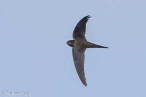 Asian Palm Swift-180318-108ND500-FYP_3818-W.jpg (5370 visits) Asian Palm Swift at Bishan Park Asian Palm Swift-180318-108ND500-FYP_3818-W.jpg