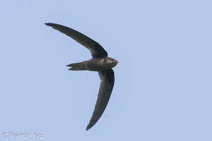 Asian Palm Swift-180318-108ND500-FYP_4374-W.jpg (4880 visits) Asian Palm Swift at Bishan Park Asian Palm Swift-180318-108ND500-FYP_4374-W.jpg