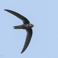 Asian_Palm_Swift-180318-108ND500-FYP_4374-W.jpg