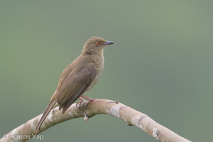 Asian Red-eyed Bulbul-180119-107ND500-FYP_5732-W.jpg (4713 visits) Asian Red-eyed Bulbul at Jelutong Tower Asian Red-eyed Bulbul-180119-107ND500-FYP_5732-W.jpg
